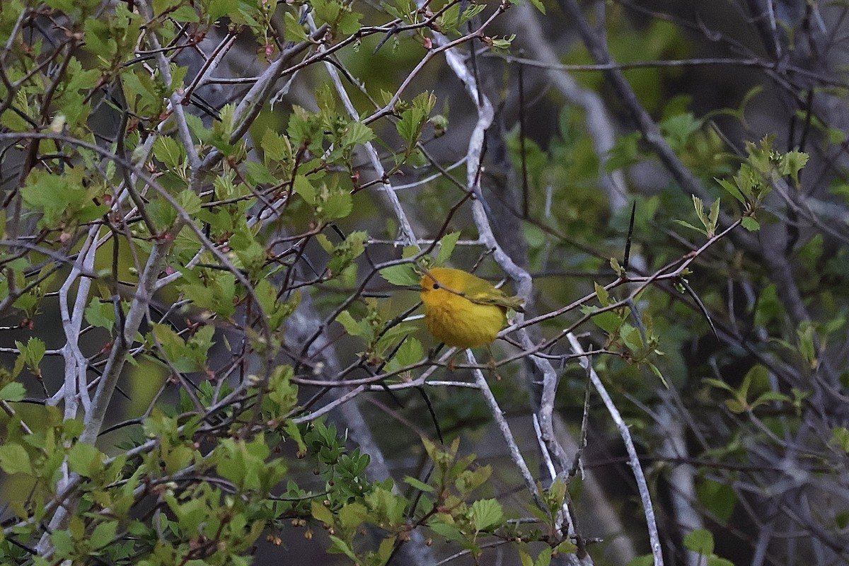 Yellow Warbler - ML618791074