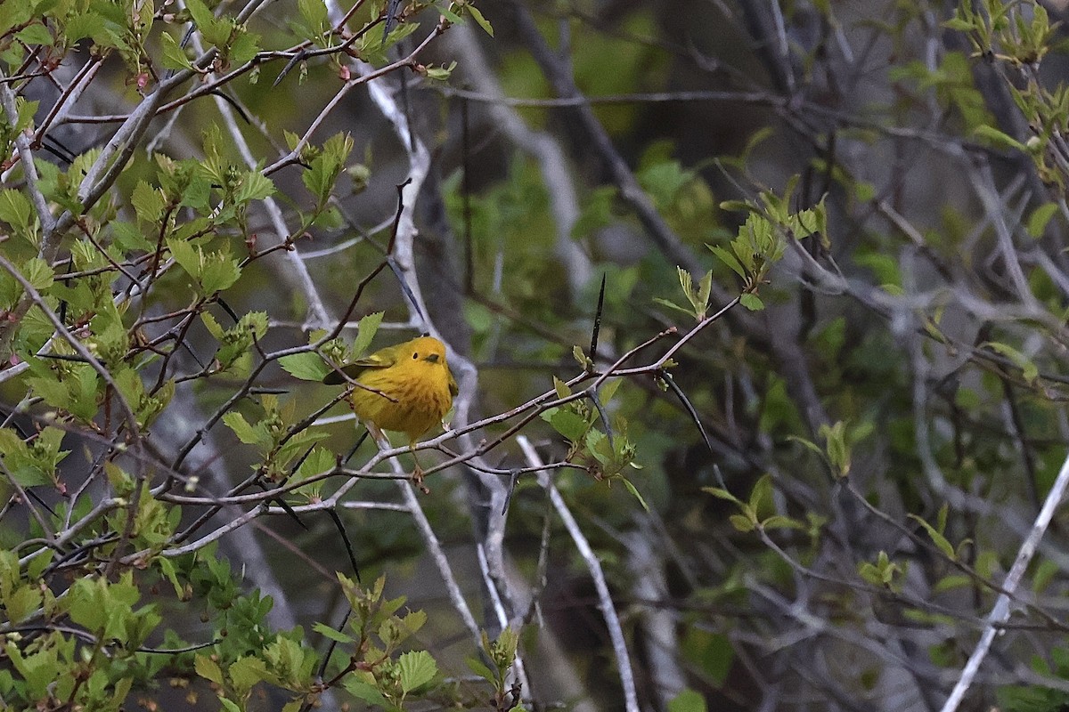 Yellow Warbler - ML618791075