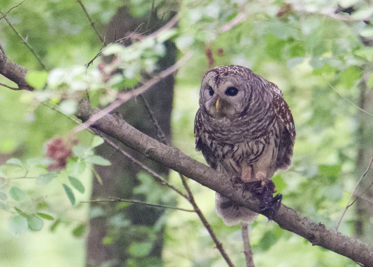 Barred Owl - Kanayo Rolle