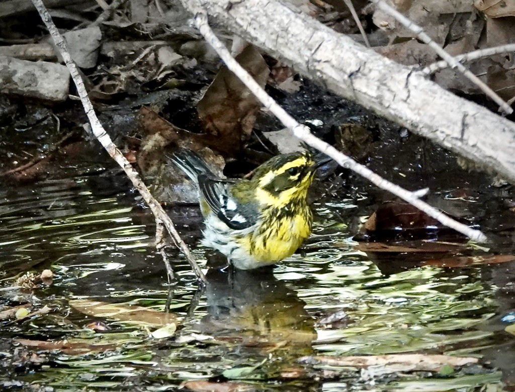 Townsend's Warbler - Rick Taylor