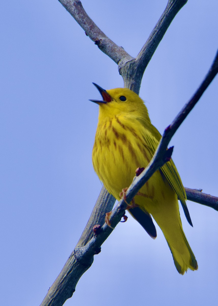 Yellow Warbler - Kanayo Rolle