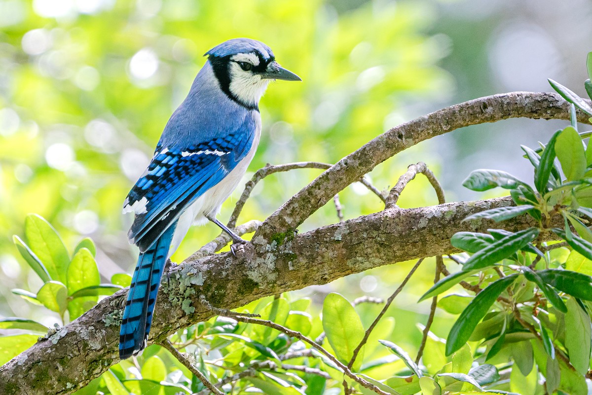 Blue Jay - Zane Fish