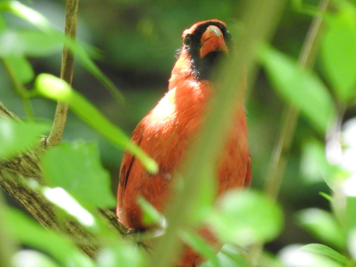 Cardinal rouge - ML618791138