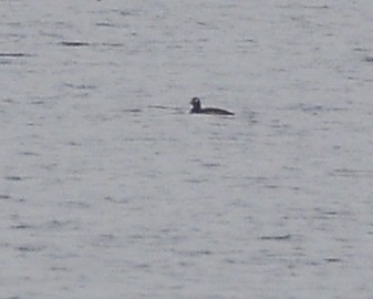 White-winged Scoter - David Kennedy