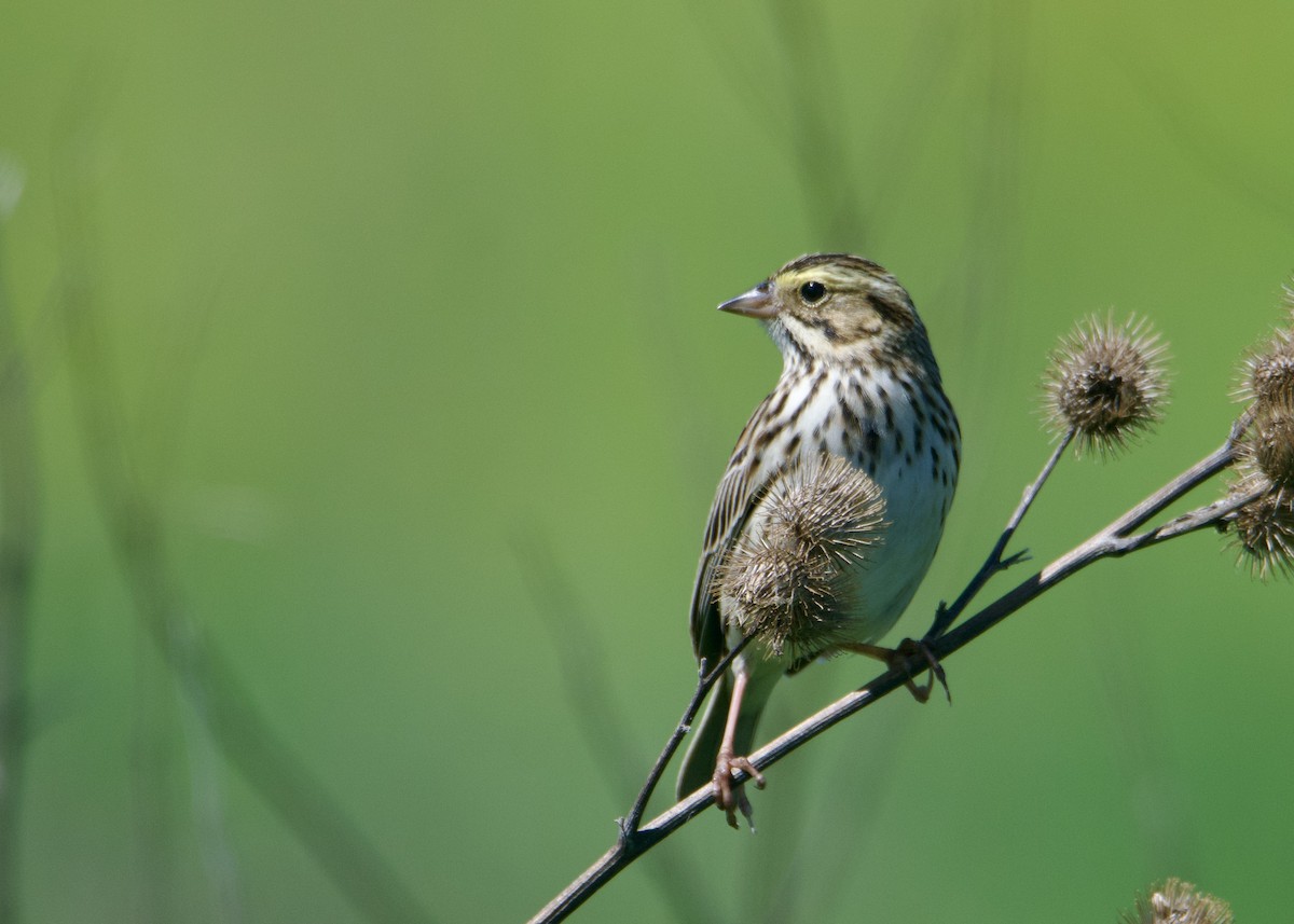 Savannah Sparrow - Kanayo Rolle