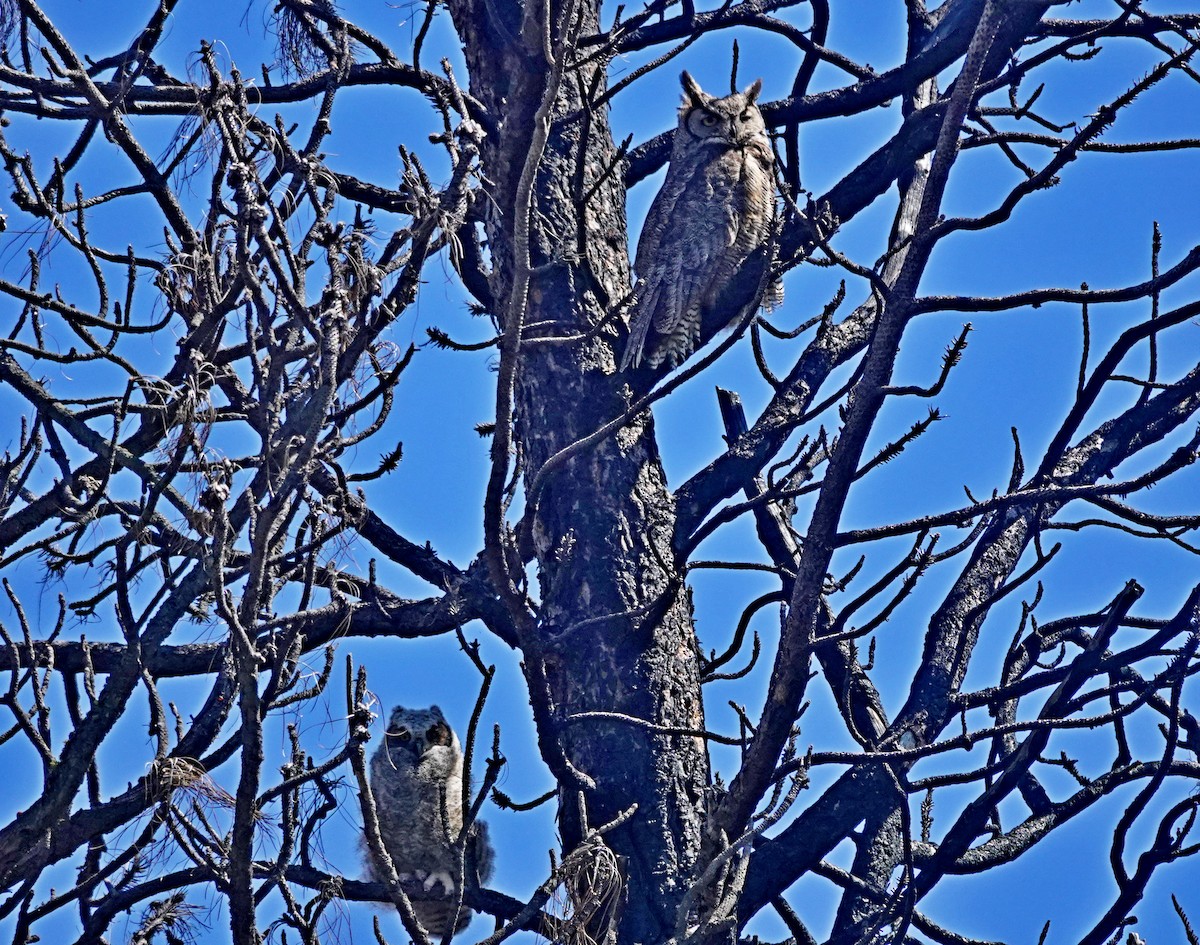 Great Horned Owl - Hank Heiberg