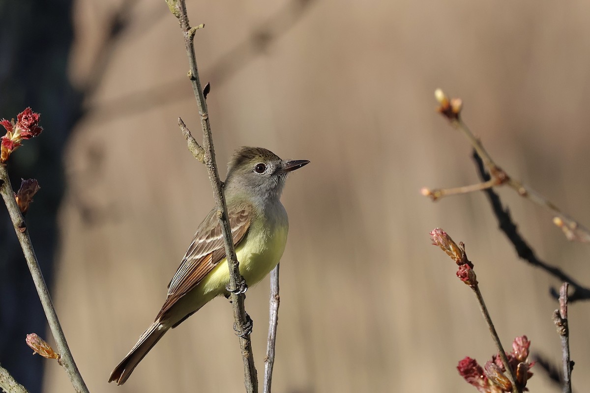 Great Crested Flycatcher - ML618791204