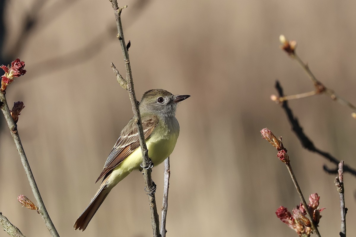 Great Crested Flycatcher - ML618791205