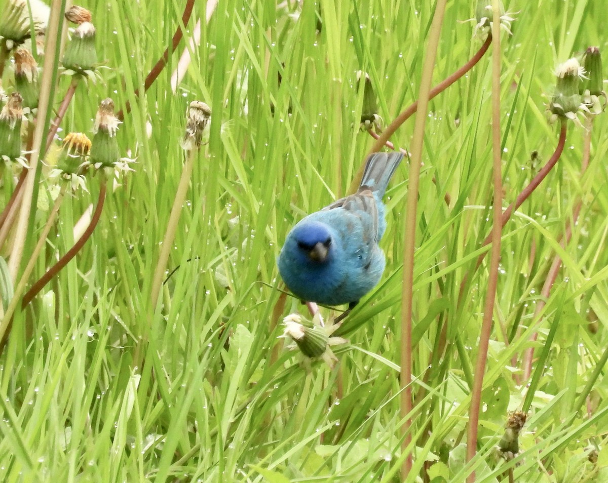 Passerin indigo - ML618791214