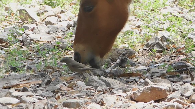 テリバネコウウチョウ - ML618791215