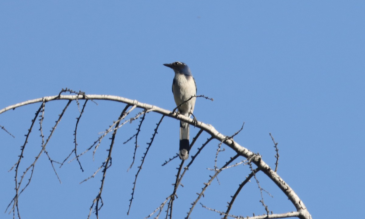 California Scrub-Jay - Douglas Hall