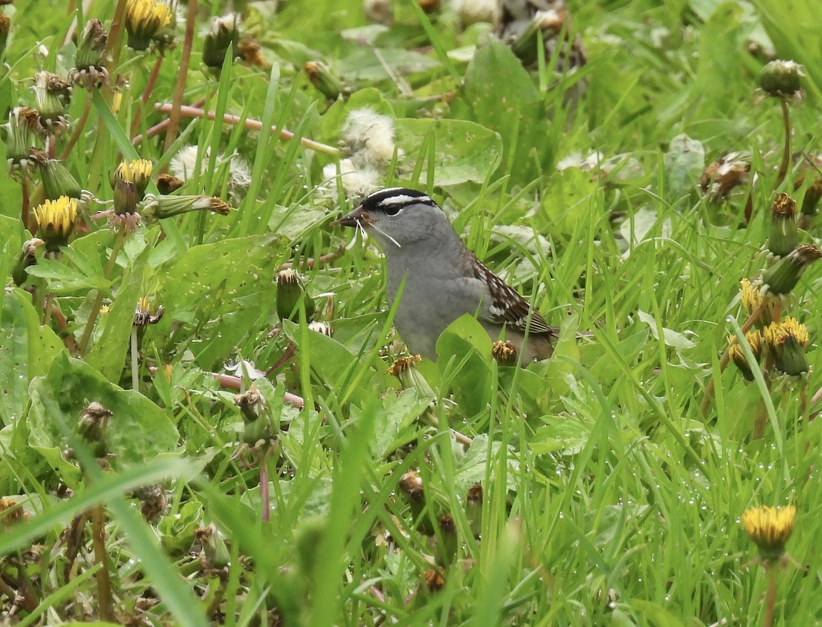 White-crowned Sparrow - ML618791262