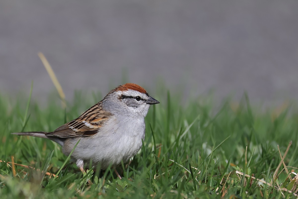 Chipping Sparrow - ML618791265