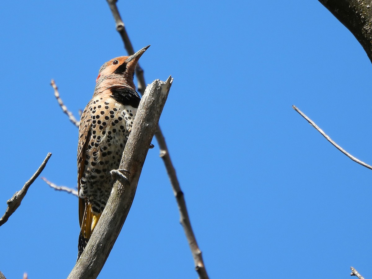 Northern Flicker - Nathalie Ouellet