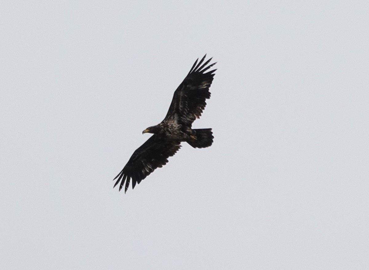 Bald Eagle - Matthew Hunter