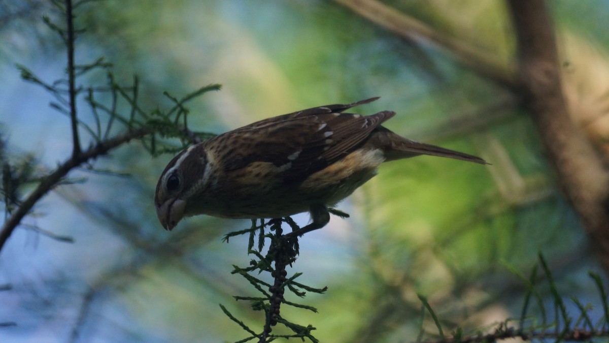 Rose-breasted Grosbeak - Bryan White