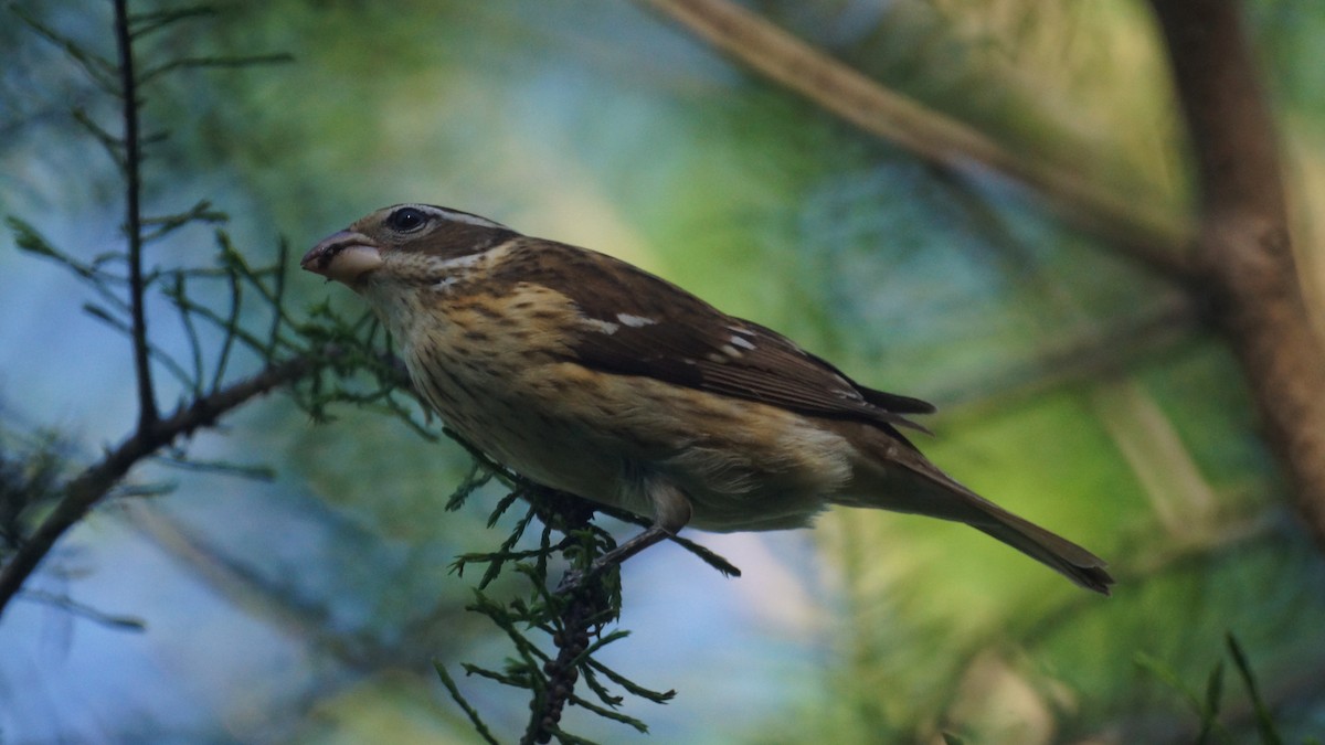 Rose-breasted Grosbeak - ML618791315