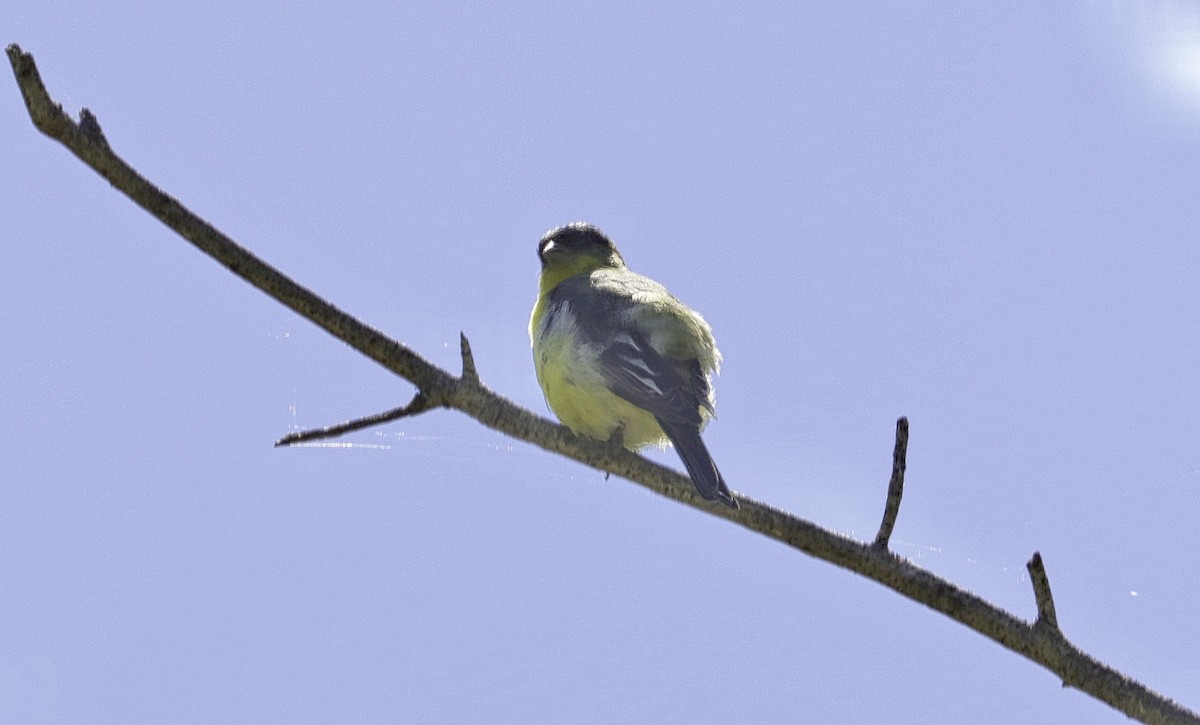 Lesser Goldfinch - Douglas Hall