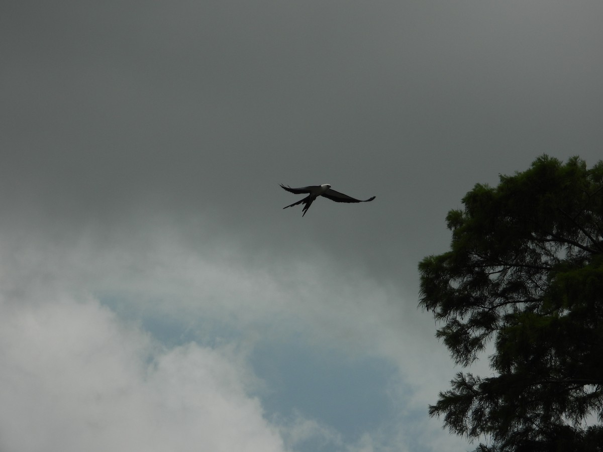 Swallow-tailed Kite - Jennifer Coulson