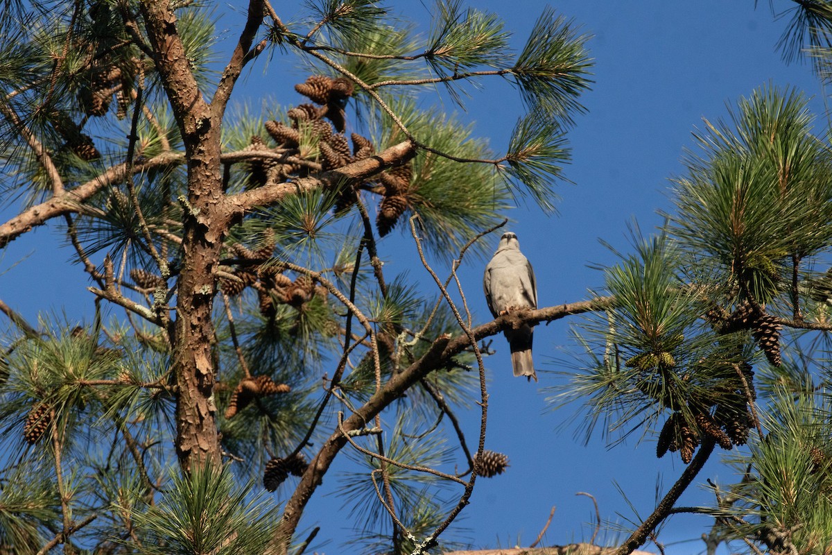 Mississippi Kite - David Wetzel