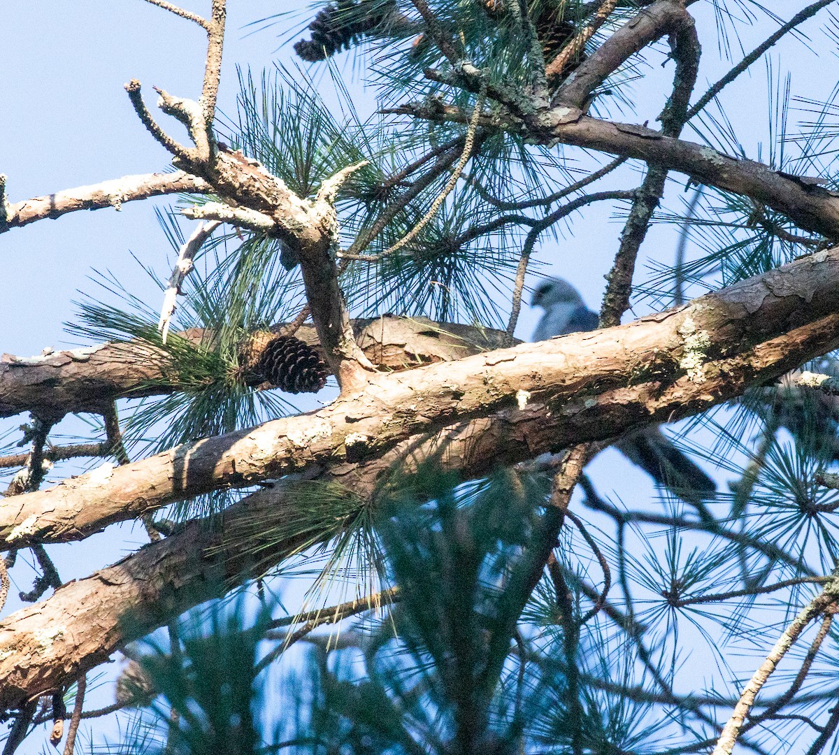 Mississippi Kite - David Wetzel