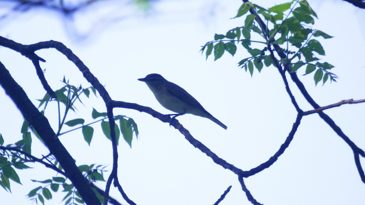 Red-eyed Vireo - ML618791350