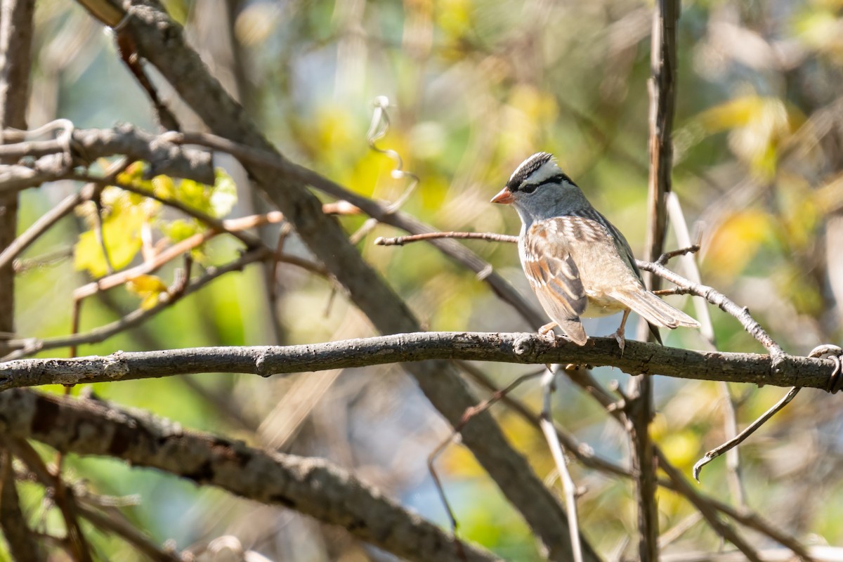 White-crowned Sparrow - Matt Saunders