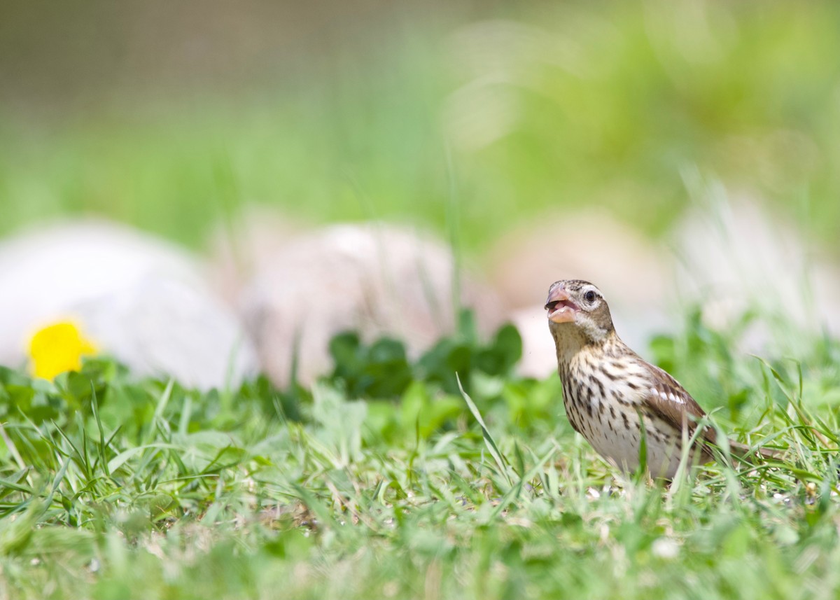 Rose-breasted Grosbeak - Hélène Desrosiers