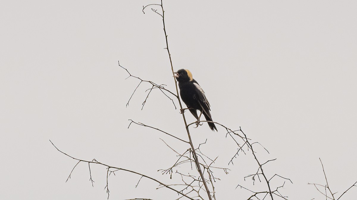 Bobolink - ML618791385