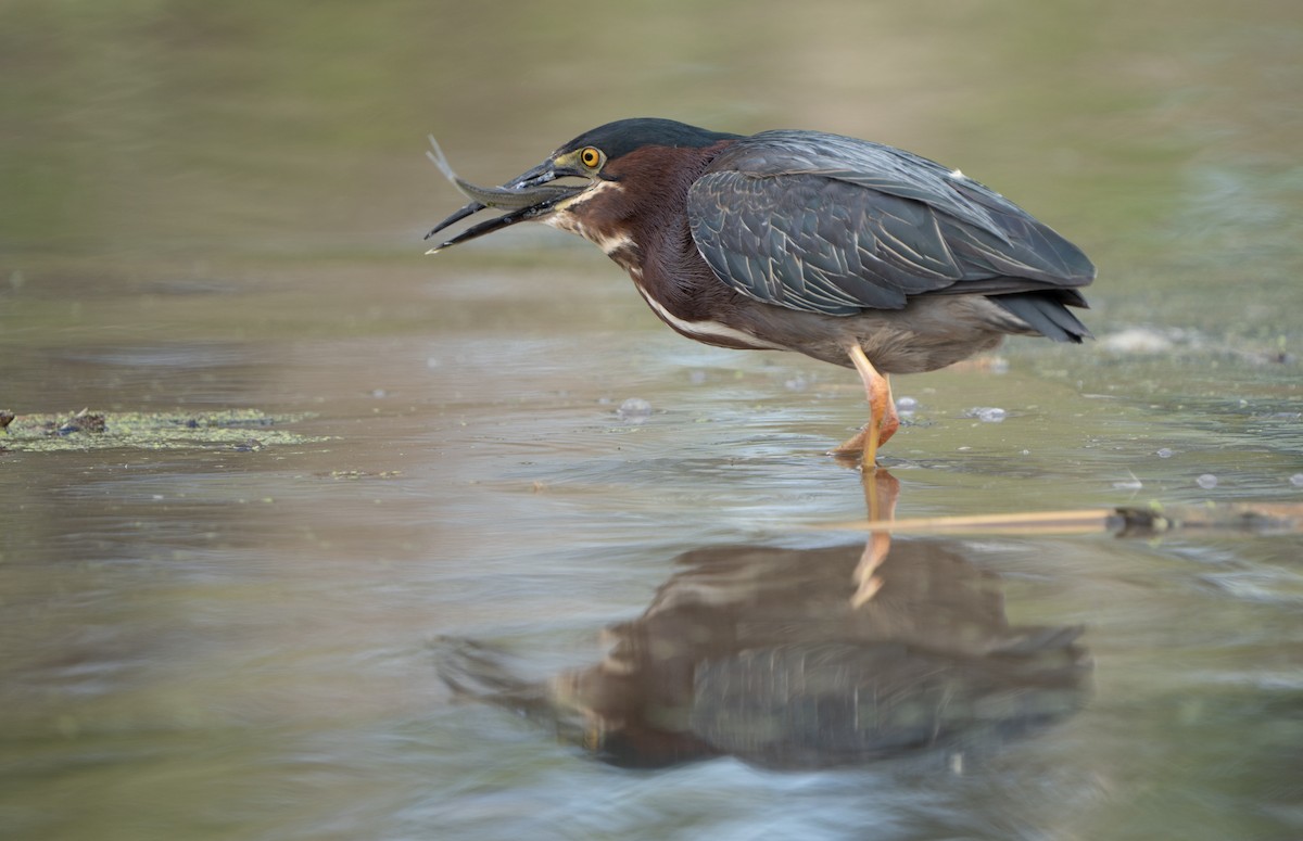 Green Heron - Justin Labadie