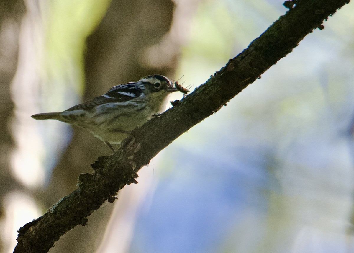 Black-and-white Warbler - Kanayo Rolle