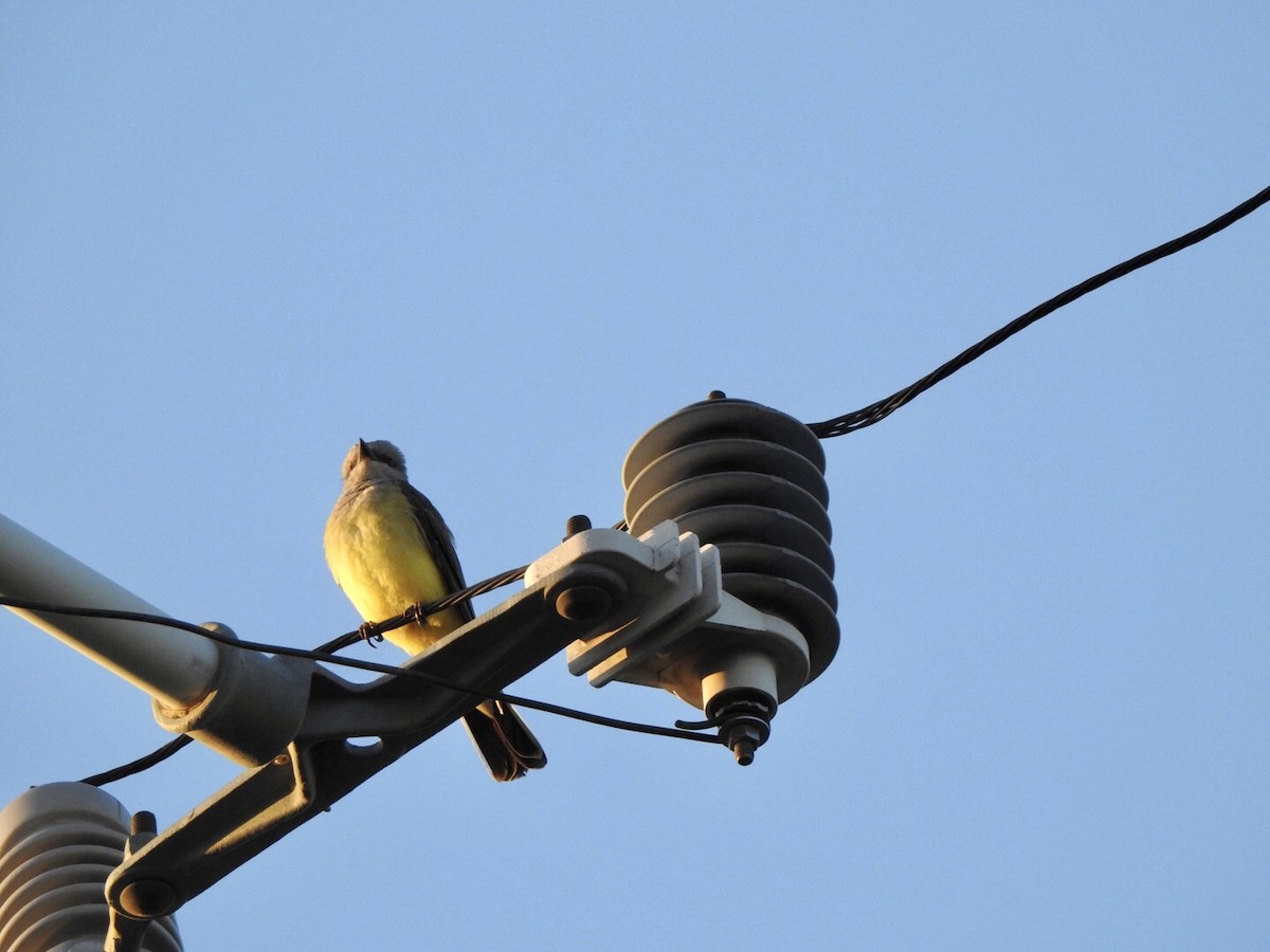 Western Kingbird - ML618791422