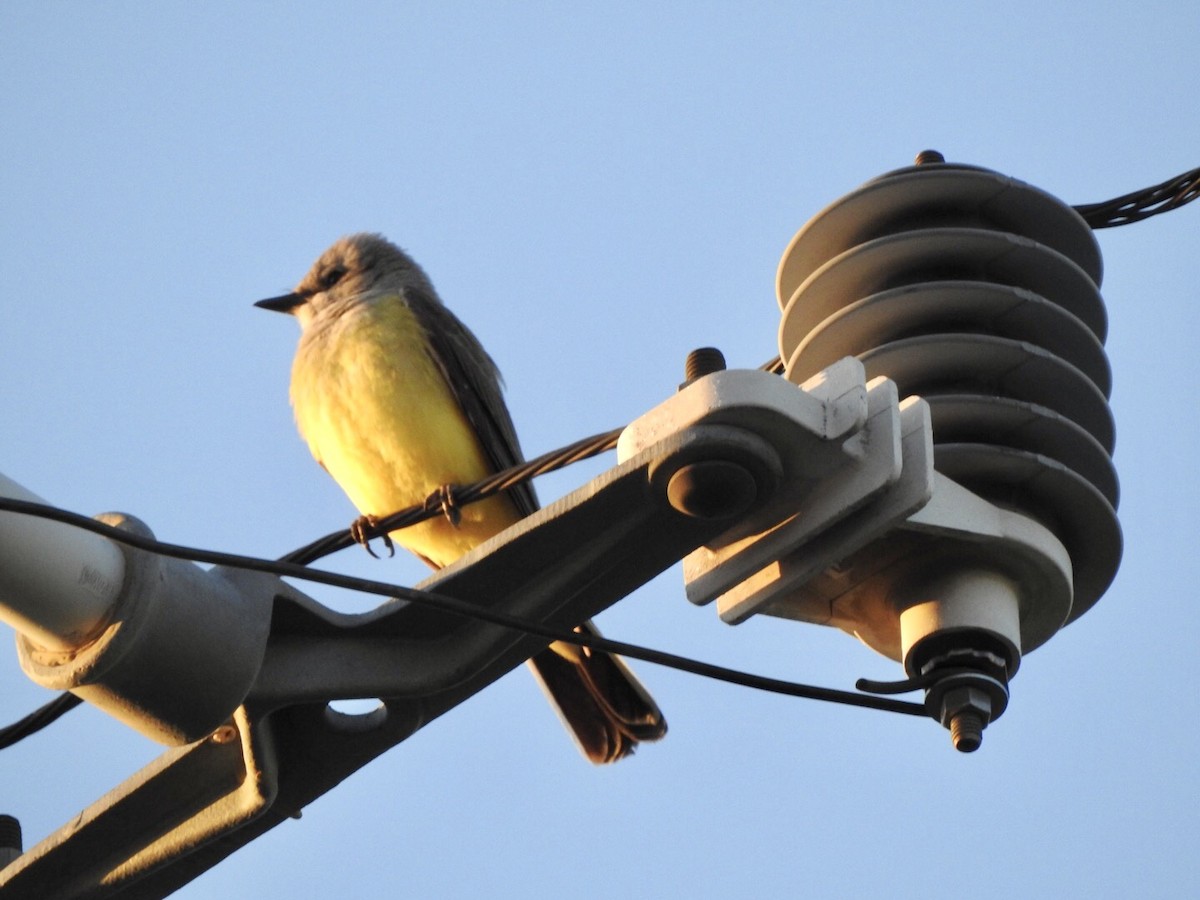 Western Kingbird - Anita Hooker