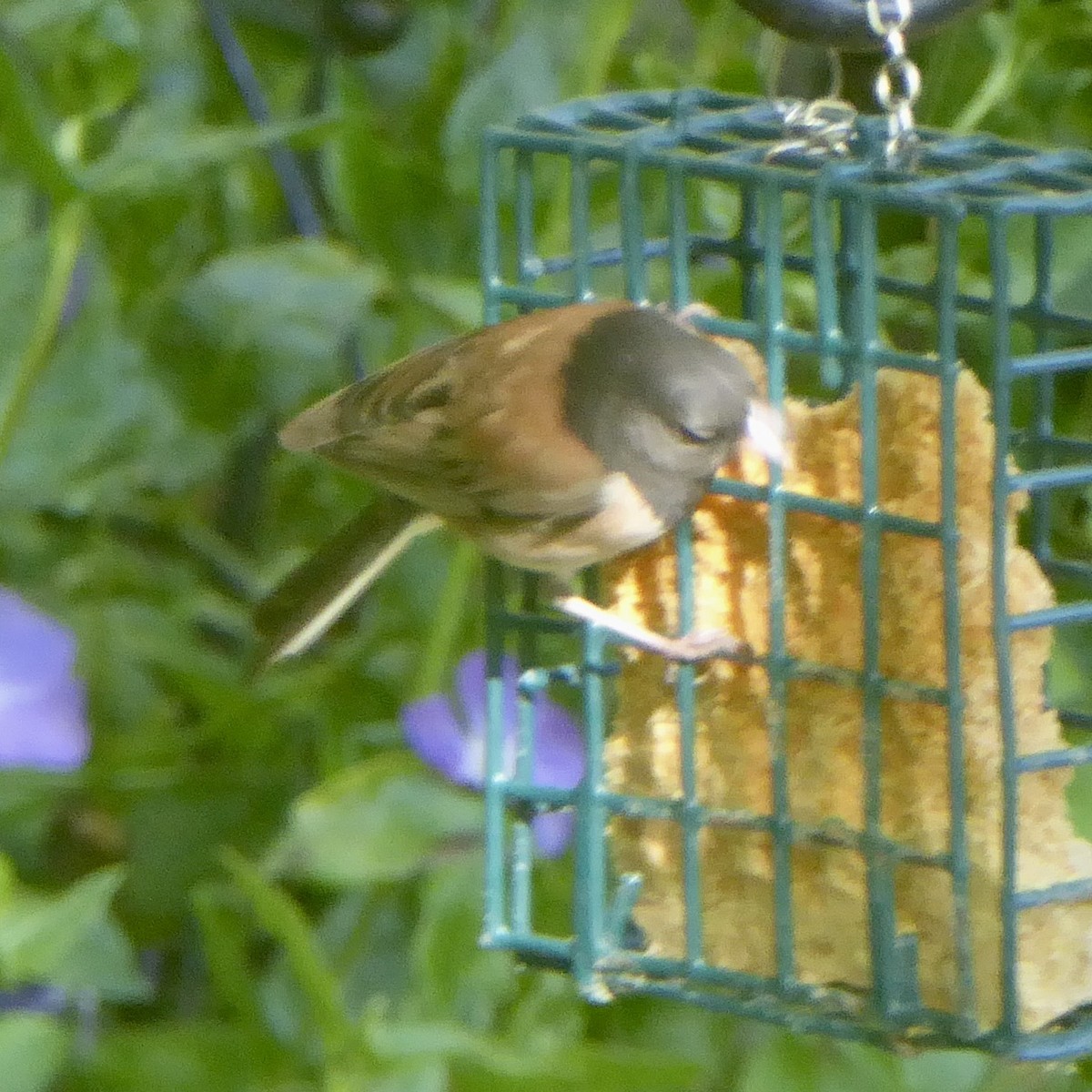 Dark-eyed Junco (Oregon) - Anonymous