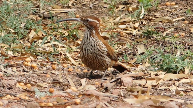 Scimitar-billed Woodcreeper - ML618791440