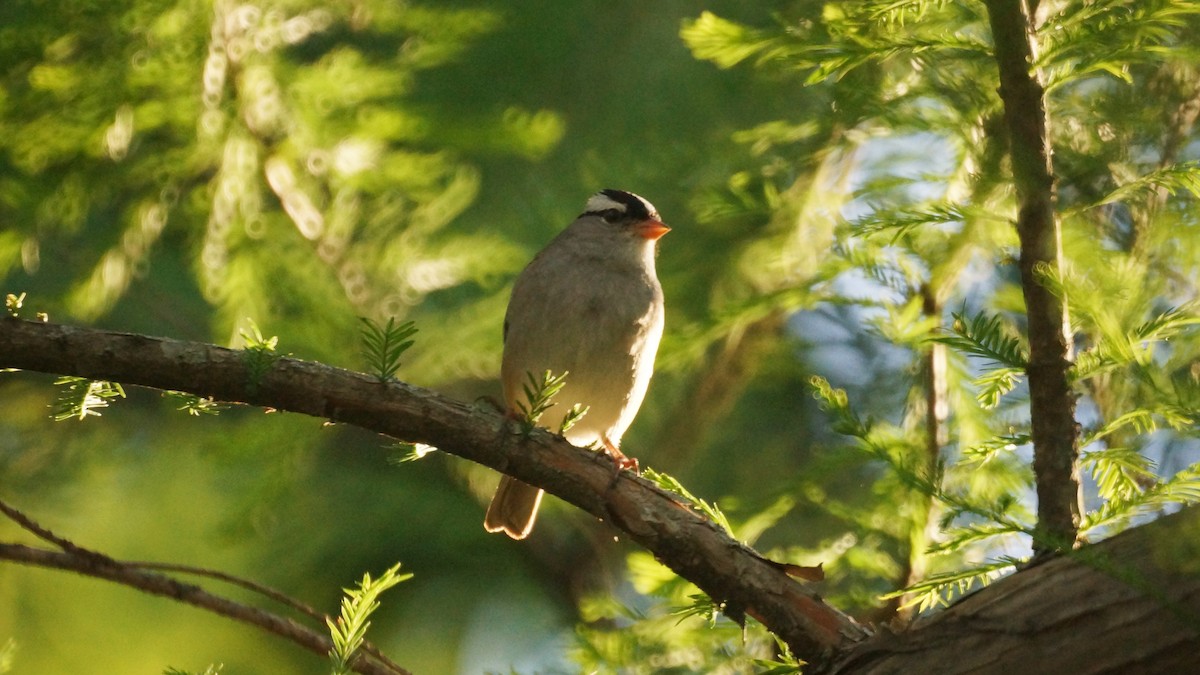 White-crowned Sparrow - Bryan White