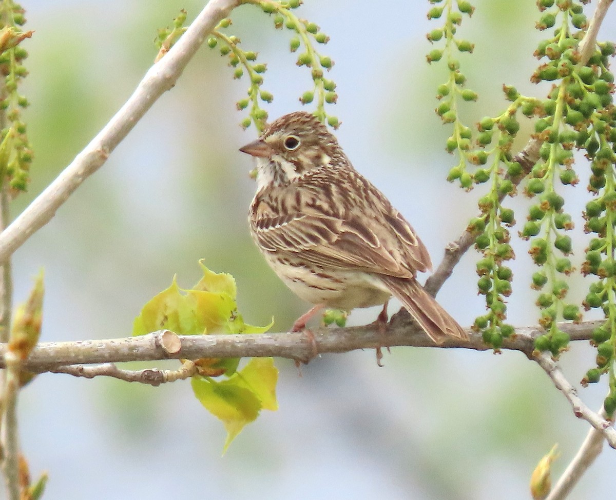 Vesper Sparrow - ML618791459