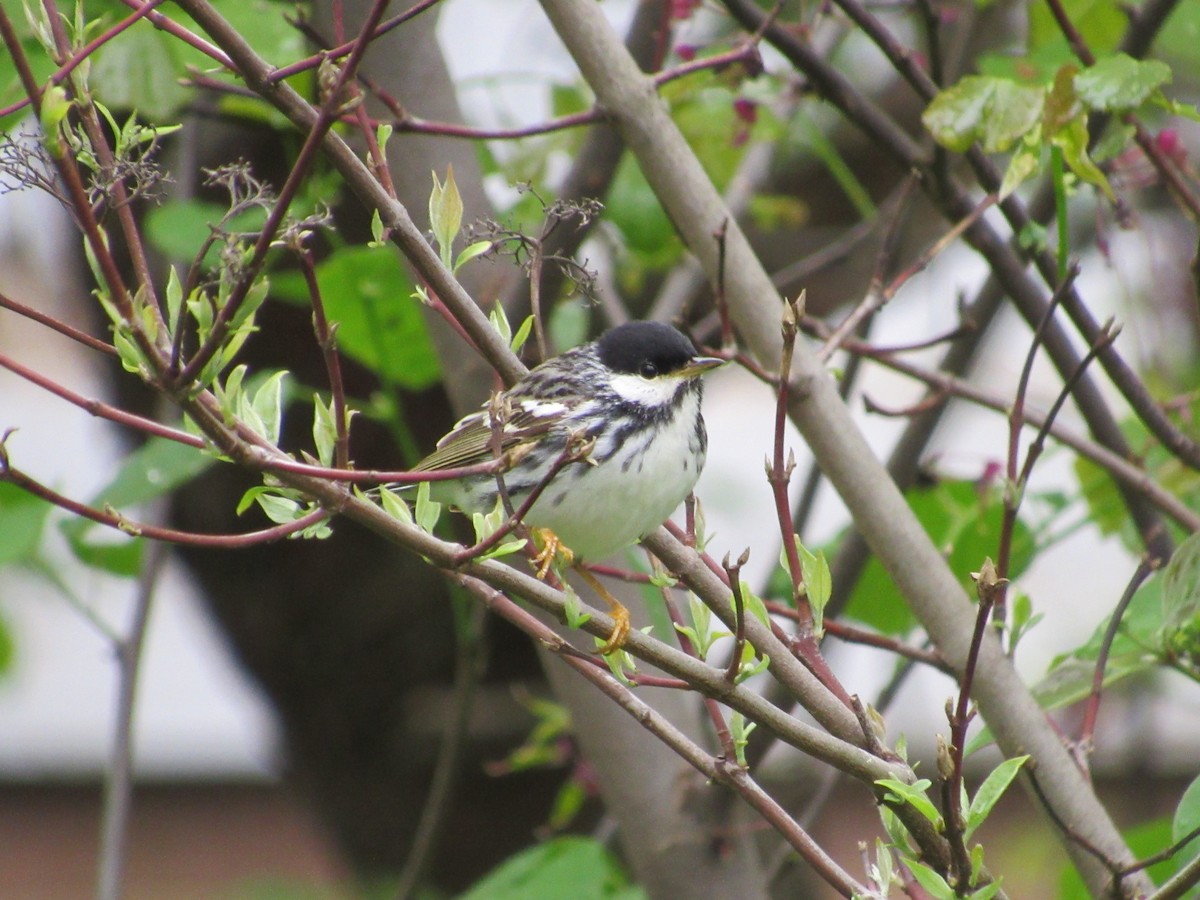 Blackpoll Warbler - John Coyle