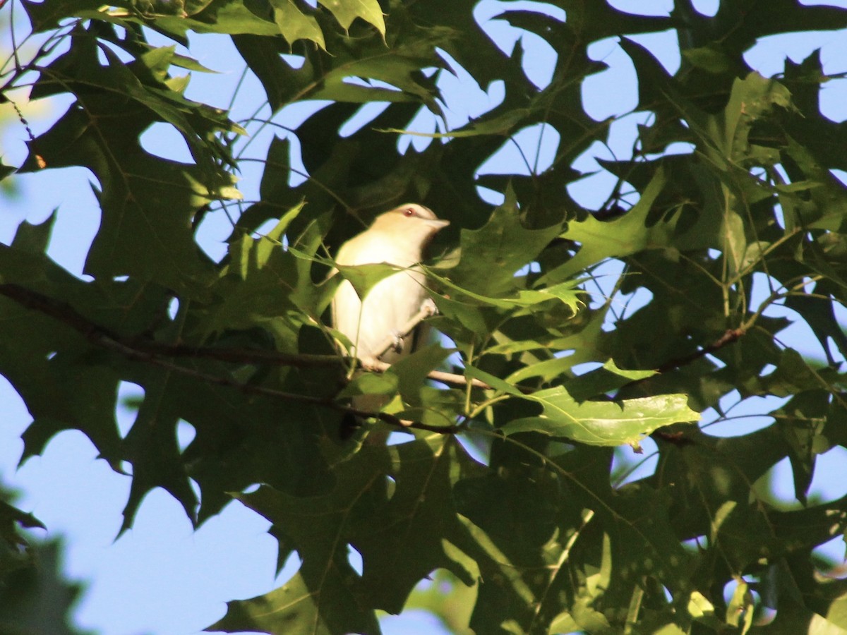 Red-eyed Vireo - ML618791482