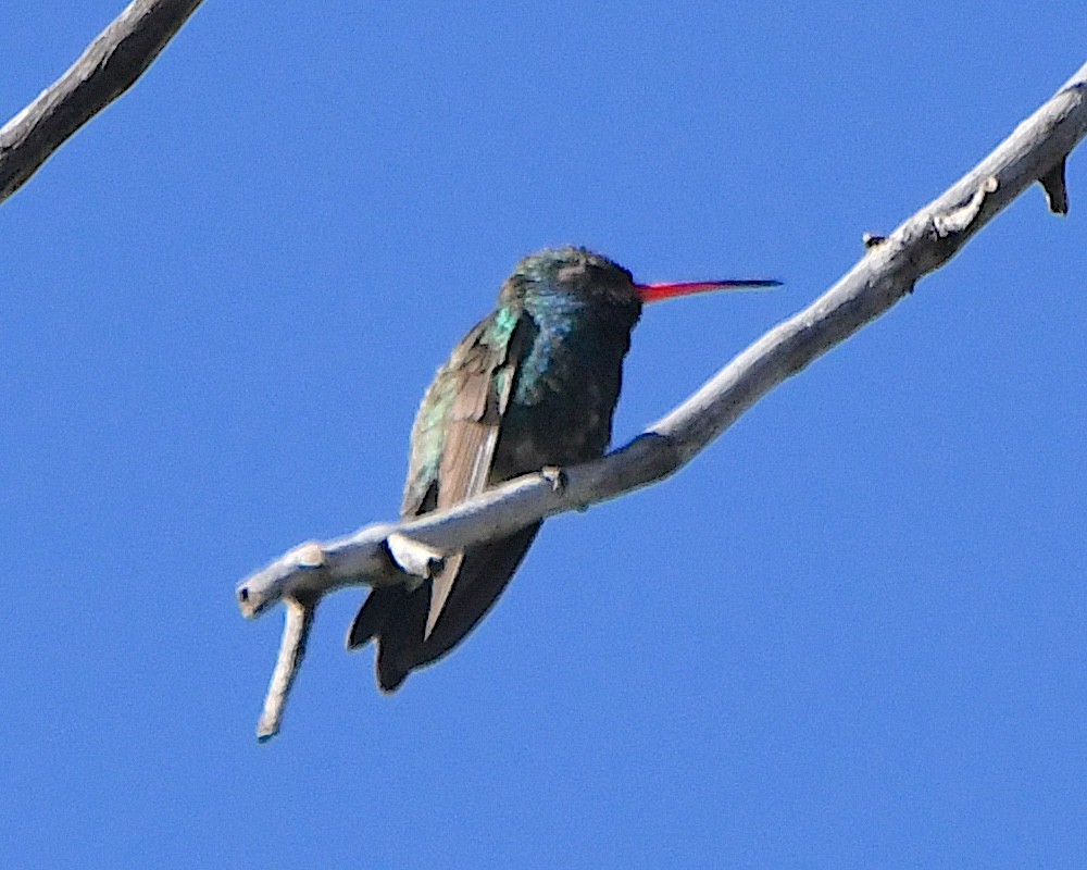 Broad-billed Hummingbird - Ted Wolff