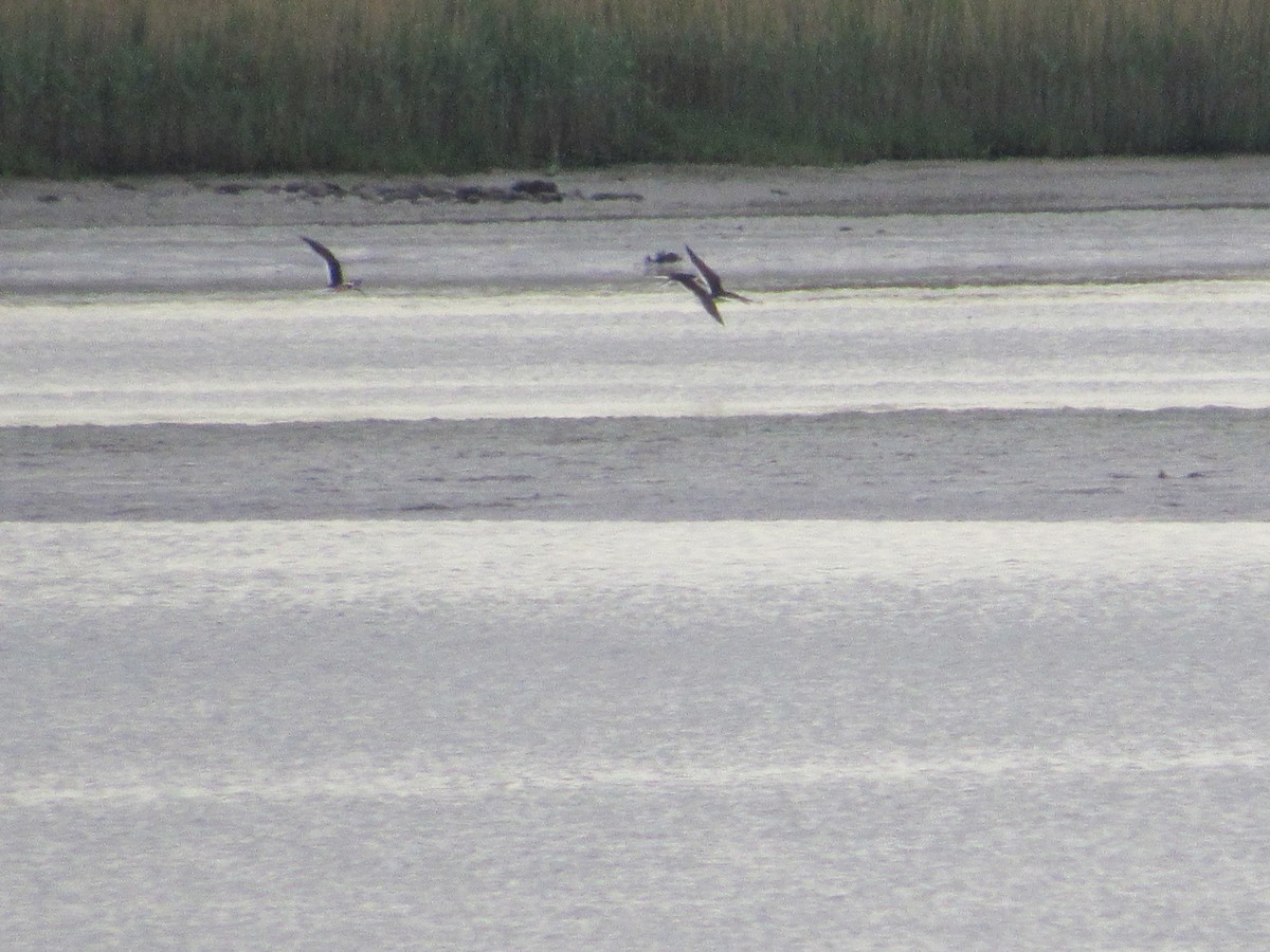 Black Skimmer - John Coyle