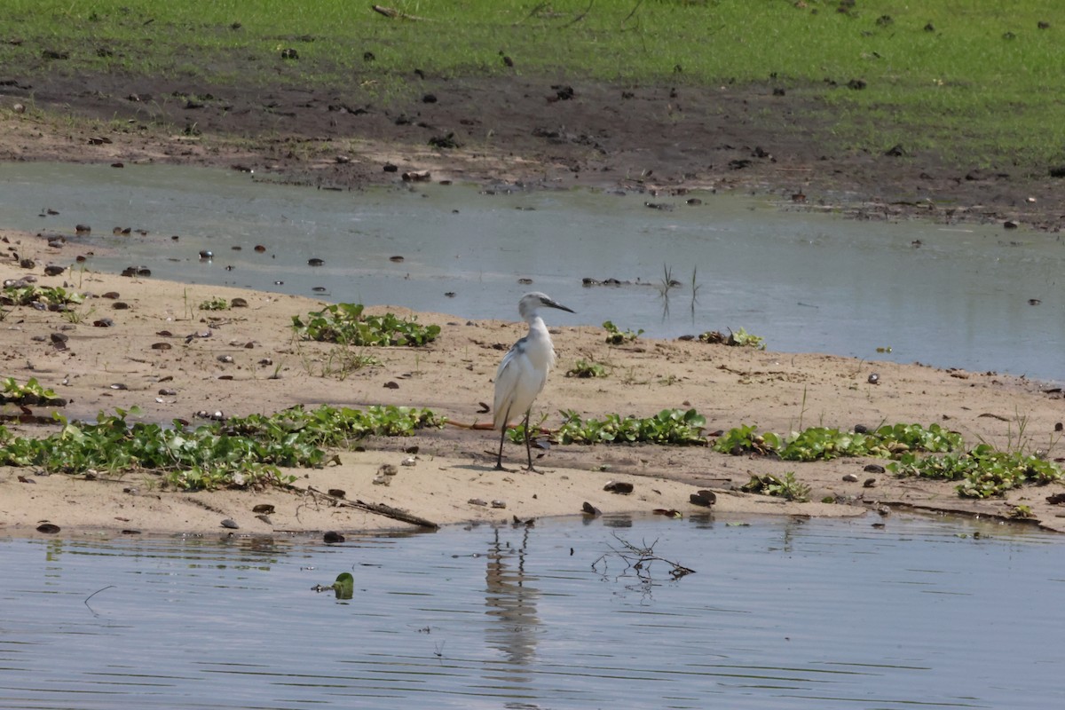 Little Blue Heron - Krishen Greenwell