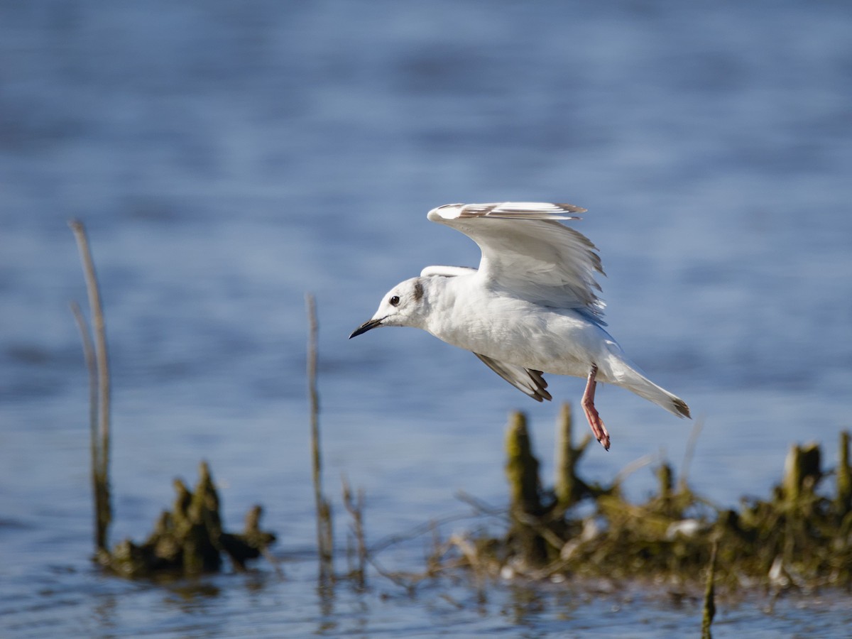 Bonaparte's Gull - Antonio Maldonado