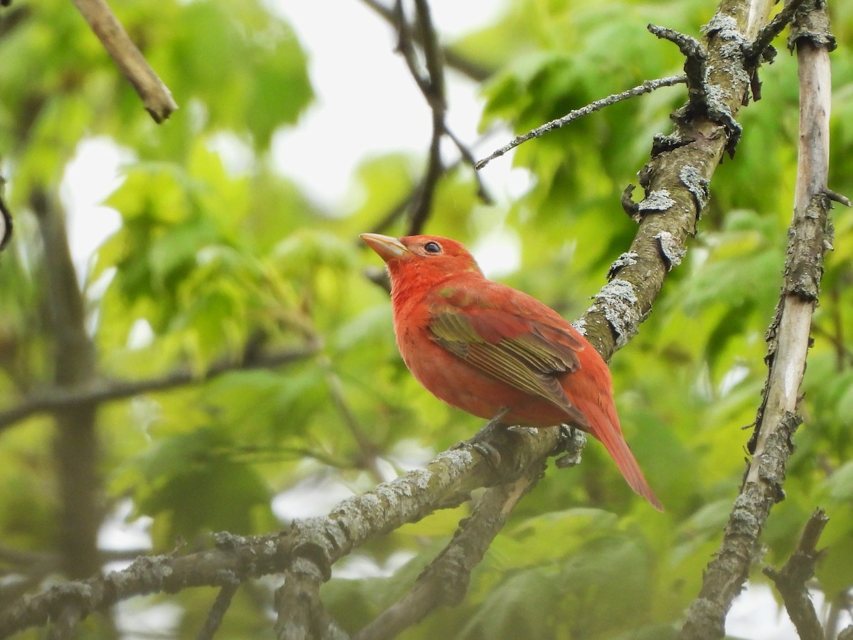 Summer Tanager - Markus Legzdins