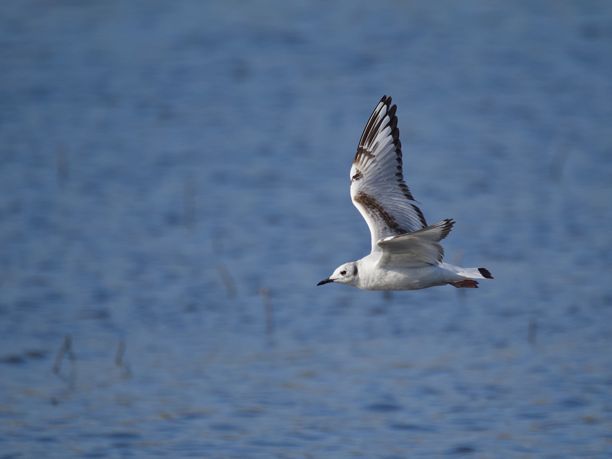 Bonaparte's Gull - Antonio Maldonado