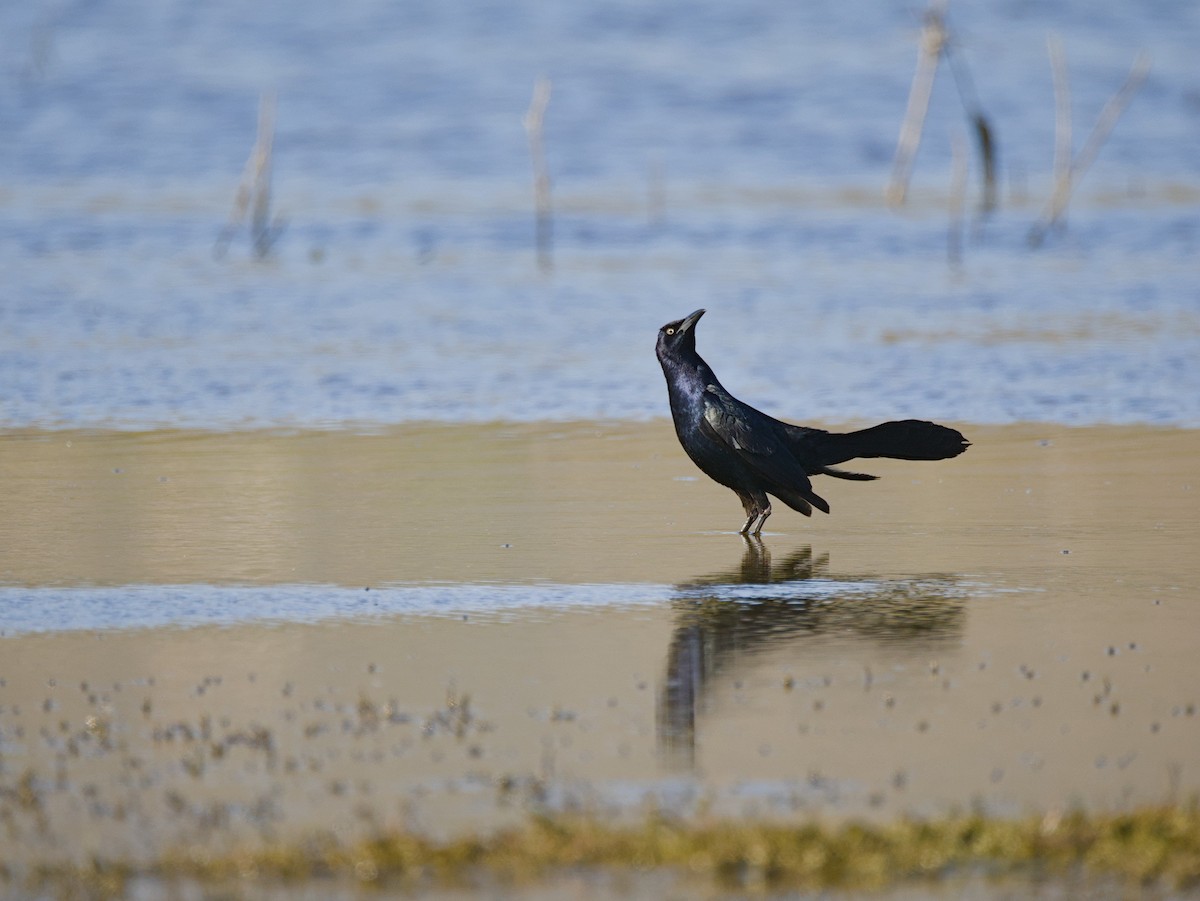 Great-tailed Grackle - Antonio Maldonado