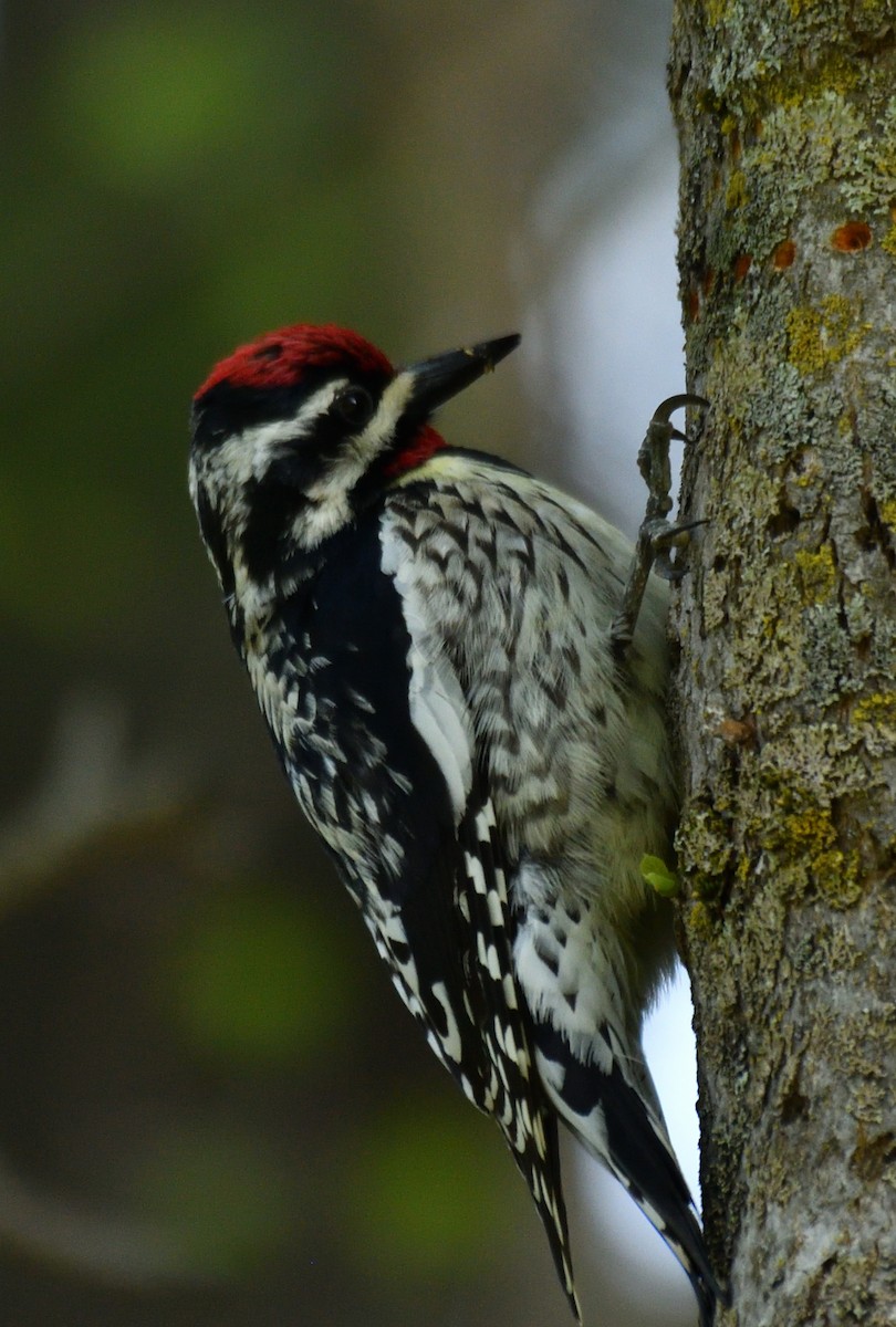 Yellow-bellied Sapsucker - Wayne Grubert