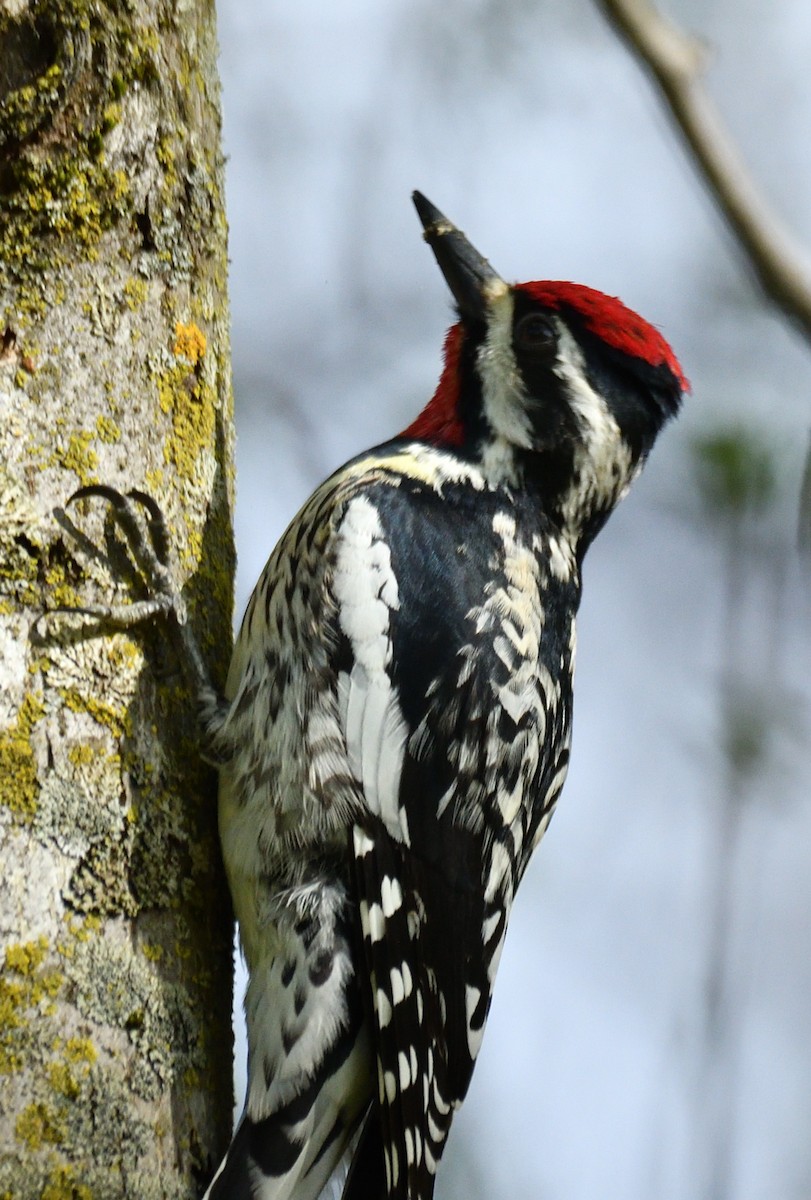 Yellow-bellied Sapsucker - Wayne Grubert