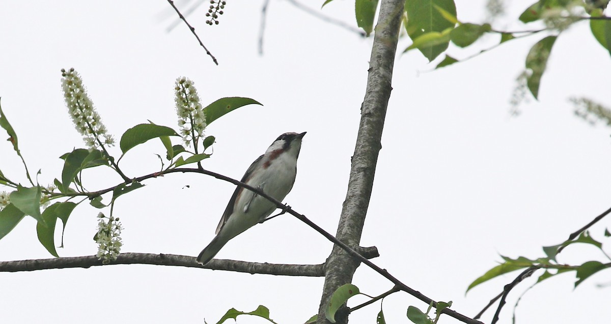 Chestnut-sided Warbler - Elizabeth Brensinger