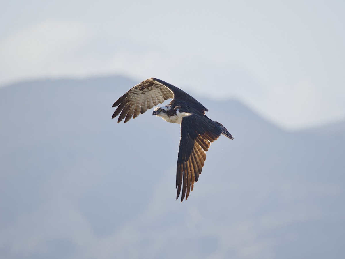 Osprey - Antonio Maldonado